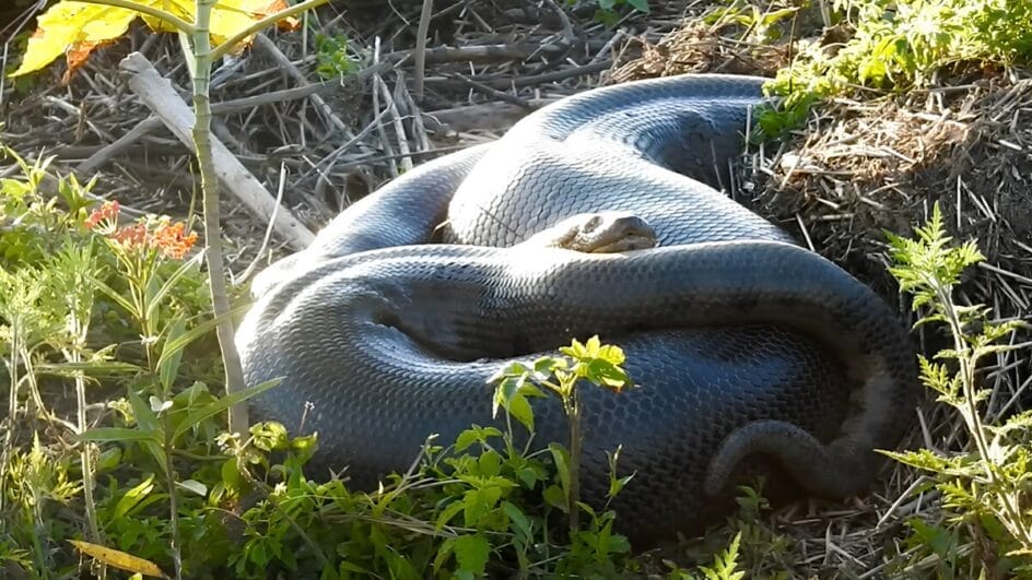 Veja 13 fotos da maior cobra do mundo que vive em cidade paradisíaca no Brasil
