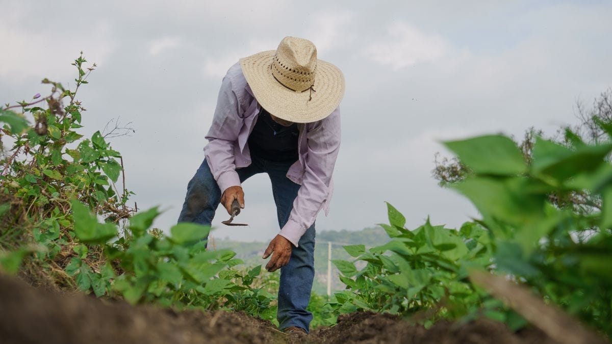 Senado aprova renegociação de dívidas de produtores rurais