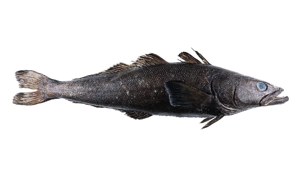 bacalhau da patagonia merluza negra peixe ouro negro do atlantico sul