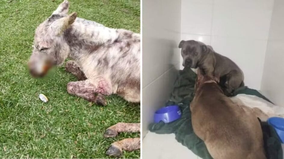 Burro ficou gravemente ferido (Foto: Namir Elias, Arquivo pessoal)