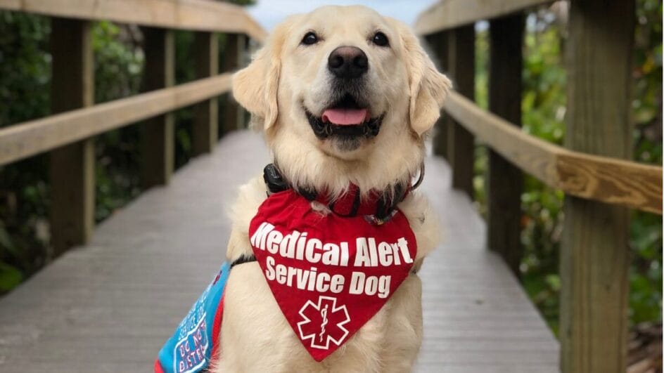 Cão com colete de alerta médico; animais treinados podem ajudar tutores com diabetes ao perceber alterações associadas à glicose. (Foto: Alexandra Mazzola/Pexels)