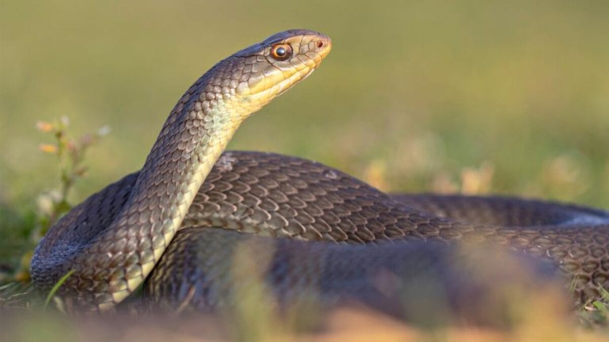 cobra de Montpellier cobra-rateira