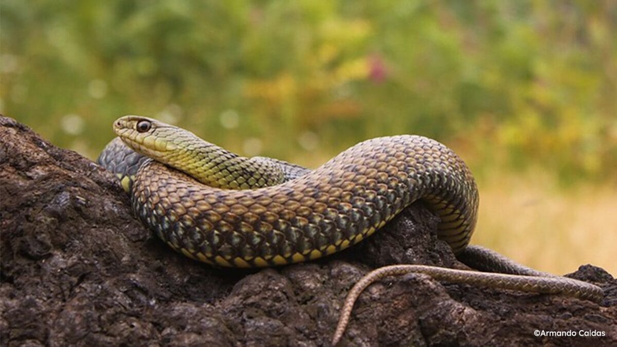 cobra de Montpellier cobra-rateira