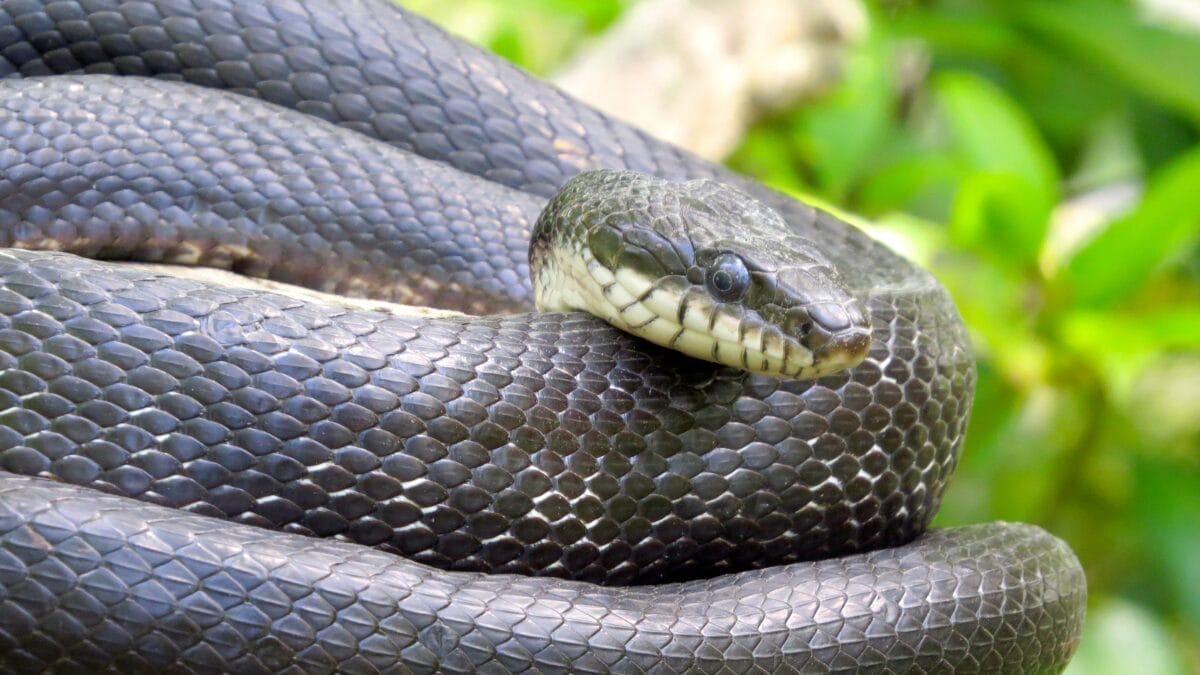 cobra de Montpellier cobra-rateira