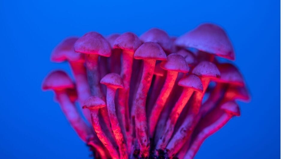 Psilocibina é encontrada em alguns cogumelos e vem sendo investigada em pesquisas controladas sobre o cérebro. (Foto: Marek Piwnicki/Pexels)