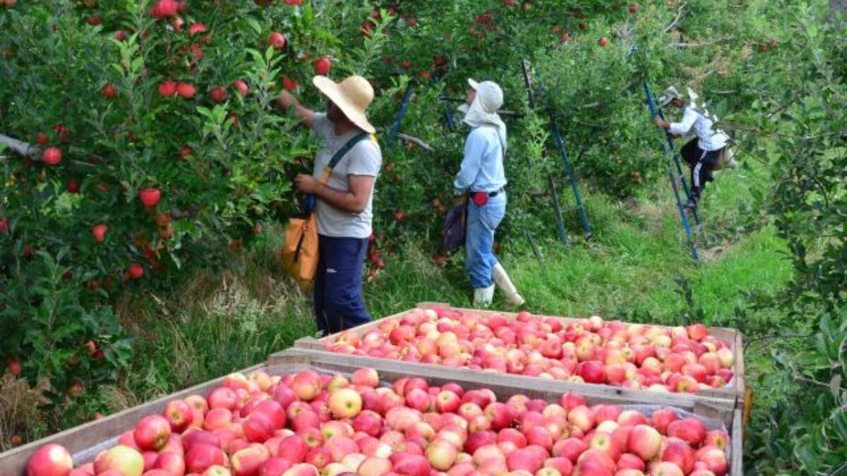 trabalhadores colhendo maçãs e armazenando em grandes caixas