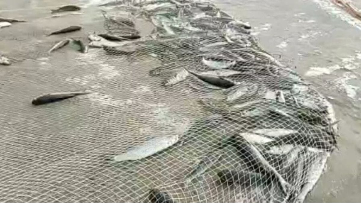 Pesca da tainha em SC é liberada 48 horas depois de ser encerrada pelo Governo Federal