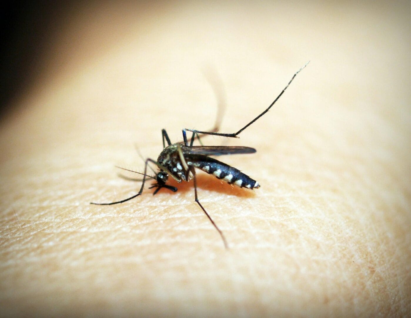 Apesar dos achados laboratoriais sobre o aprendizado dos insetos, especialistas refor&ccedil;am que o DEET permanece como a ferramenta essencial para a preven&ccedil;&atilde;o de picadas e doen&ccedil;as (Imagem: Pexels)