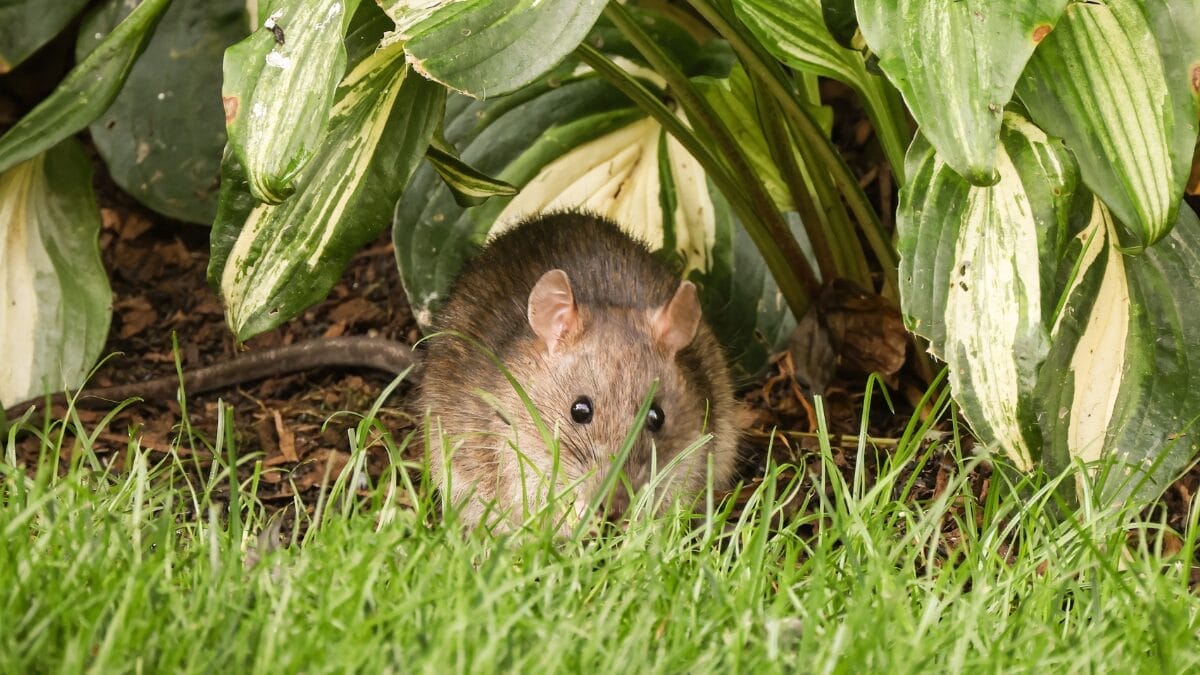 Ratos podem usar jardins, entulhos e áreas com vegetação como passagem até pontos de abrigo (Foto: David Kanigan/Pexels)