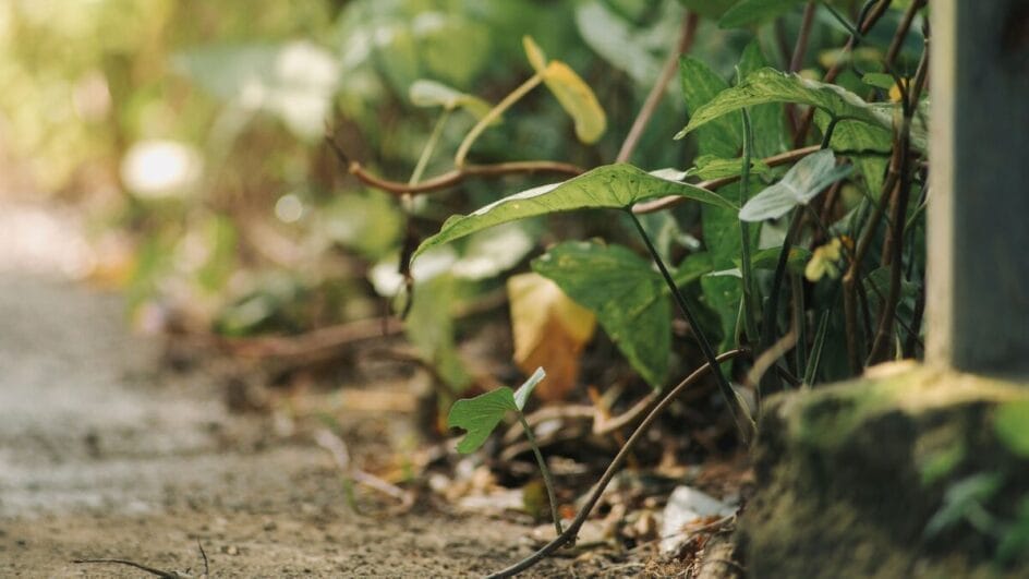 Estudos mostram que plantas sob estresse podem emitir sons ultrassônicos que revelam uma forma de comunicação ainda pouco conhecida pela ciência (Foto: Pexels)