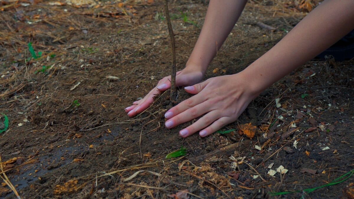 árvore sendo plantada por um par de mãos