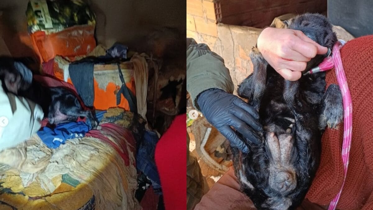 11 animais são achados amarrados e doentes em casa tomada por lixo