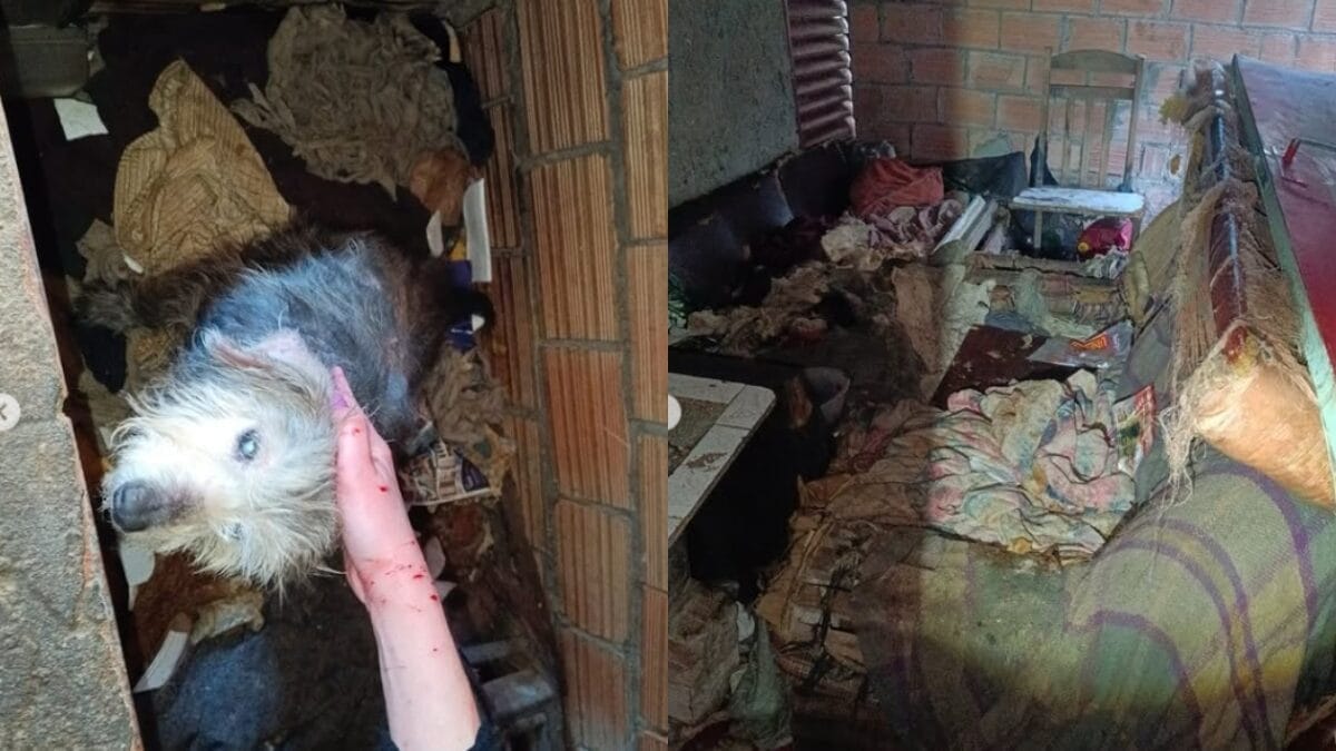 11 animais são achados amarrados e doentes em casa tomada por lixo