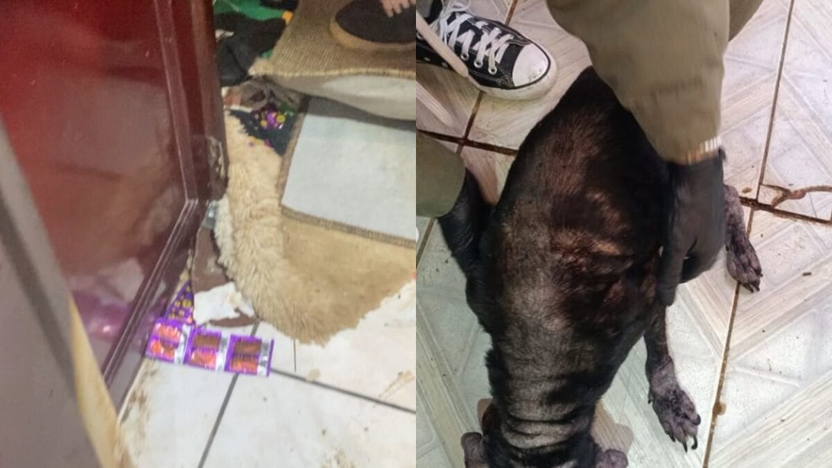 11 animais são achados amarrados e doentes em casa tomada por lixo