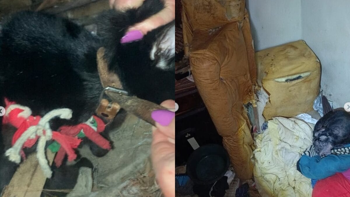 11 animais são achados amarrados e doentes em casa tomada por lixo