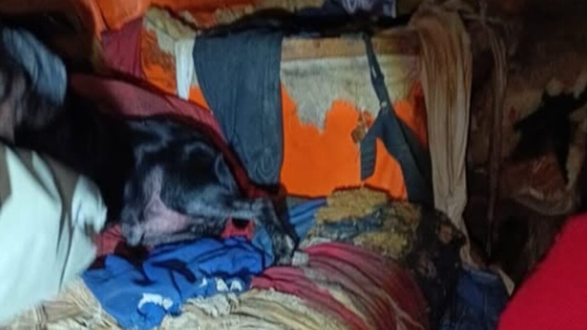 11 animais são achados amarrados e doentes em casa tomada por lixo