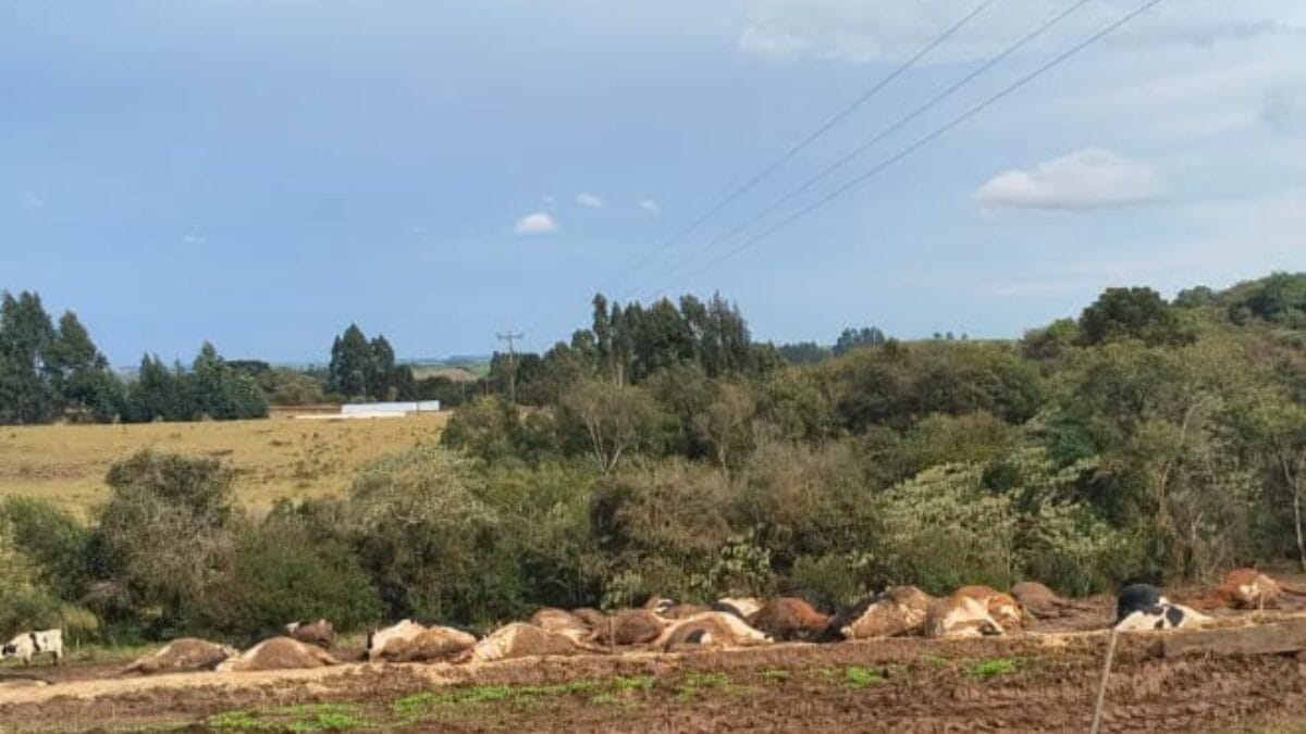 Fio de energia cai sobre rebanho e mata cerca de 30 vacas no interior de Abelardo Luz