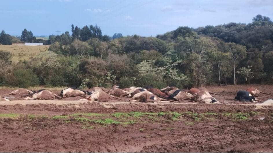 Fio de energia cai sobre rebanho e mata cerca de 30 vacas no interior de Abelardo Luz