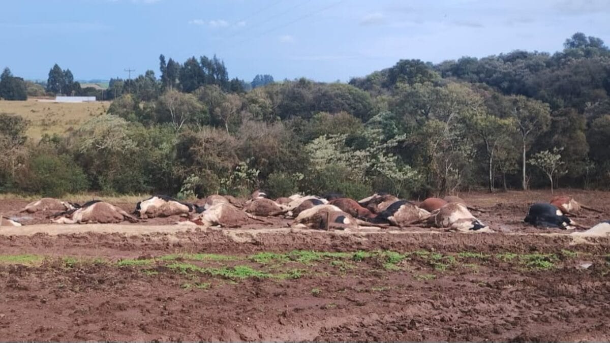 Fio de energia cai sobre rebanho e mata cerca de 30 vacas no interior de Abelardo Luz