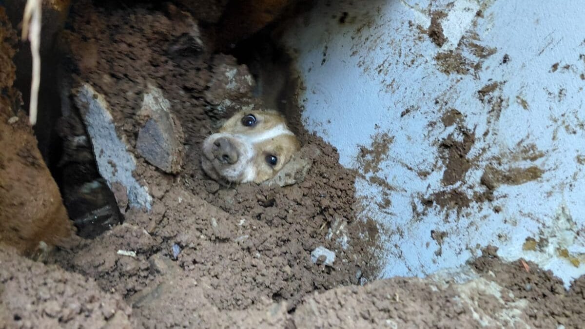 Cão é resgatado após muro cair