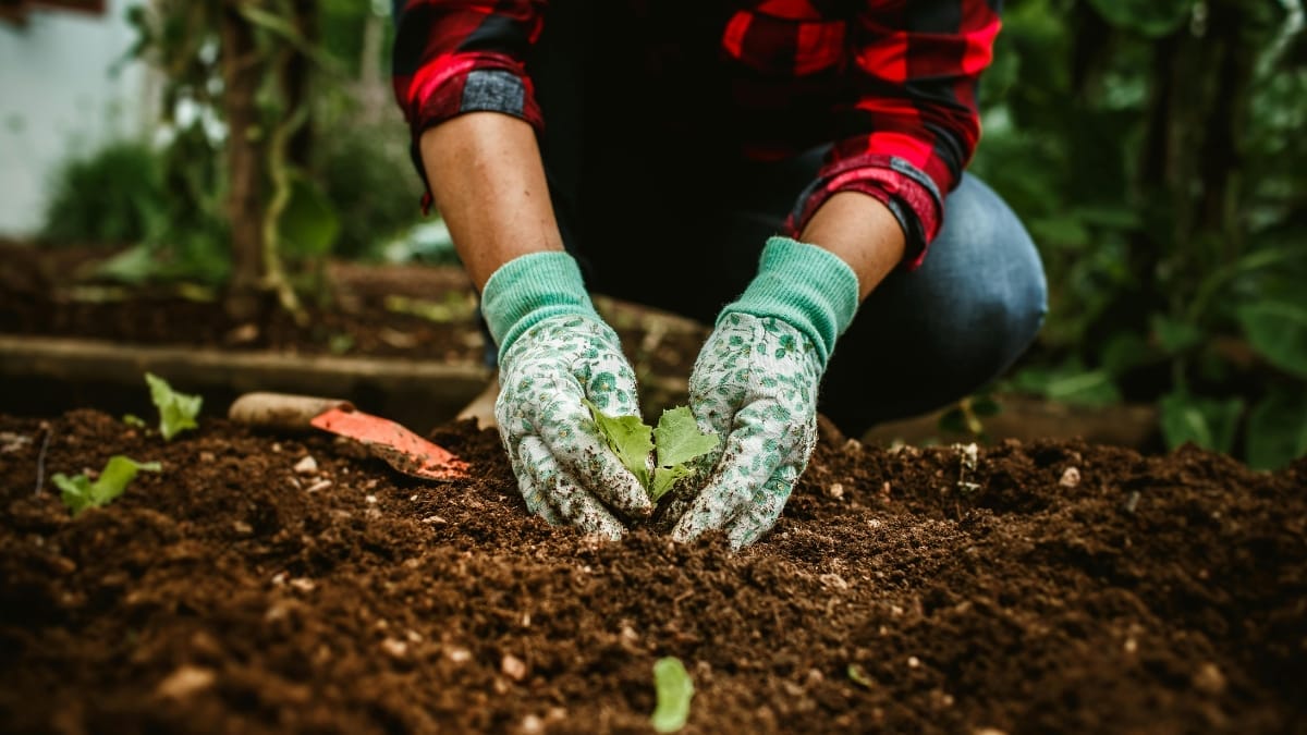 Ferramentas de jardinagem serão taxadas (Foto Banco de Imagens, Canva)