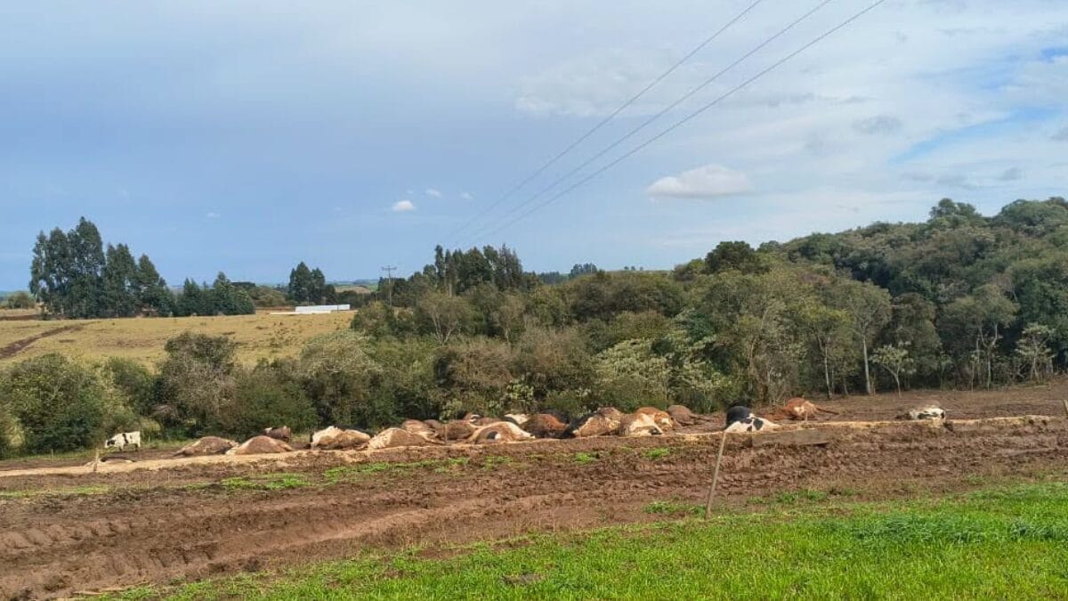 Fio de energia cai sobre rebanho e mata cerca de 30 vacas no interior de Abelardo Luz