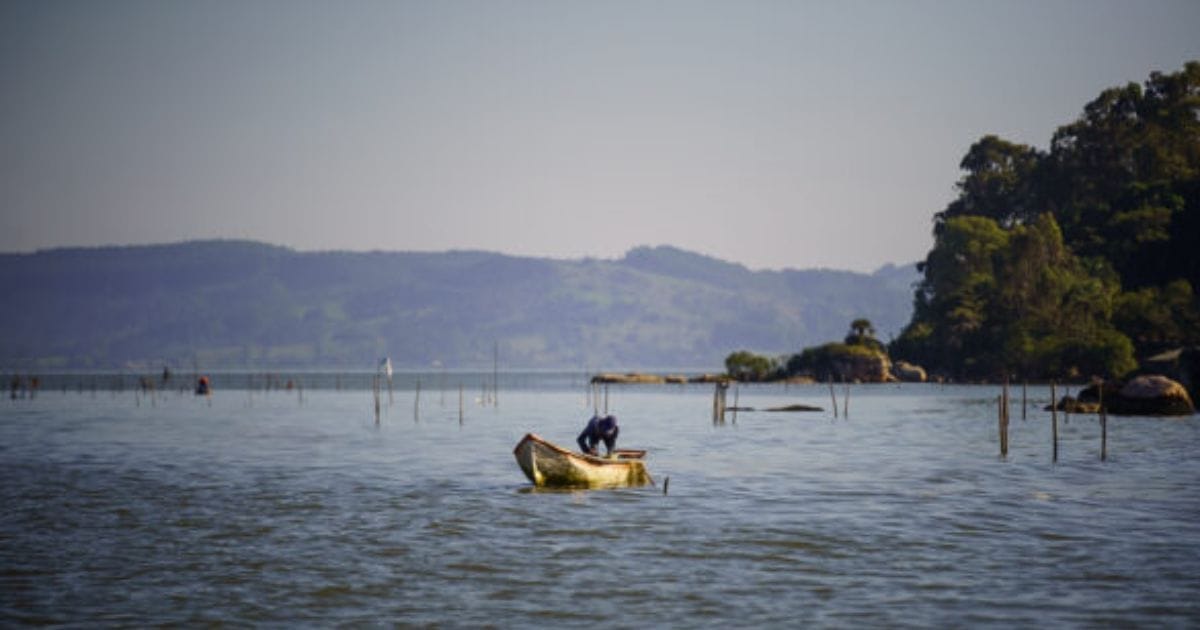 Nova licença para pesca do camarão mobiliza 426 pescadores em Laguna e muda regras da atividade