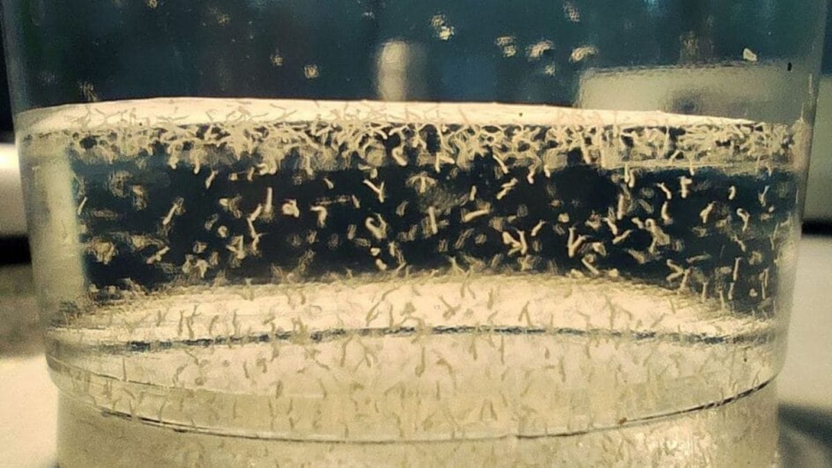 mosquitos wolbachia joinville