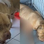 Pitbull fica ferido após ser baleado durante tentativa de contenção policial em Joinville