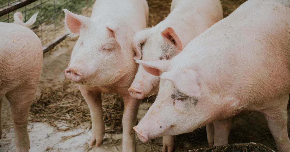 Mais de um ano levando água para porcos termina com indenização de R$ 110 mil para produtor