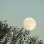 Qual a fase da Lua hoje? 23/07/2026