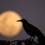 Qual a fase da Lua hoje? 29/07/2026