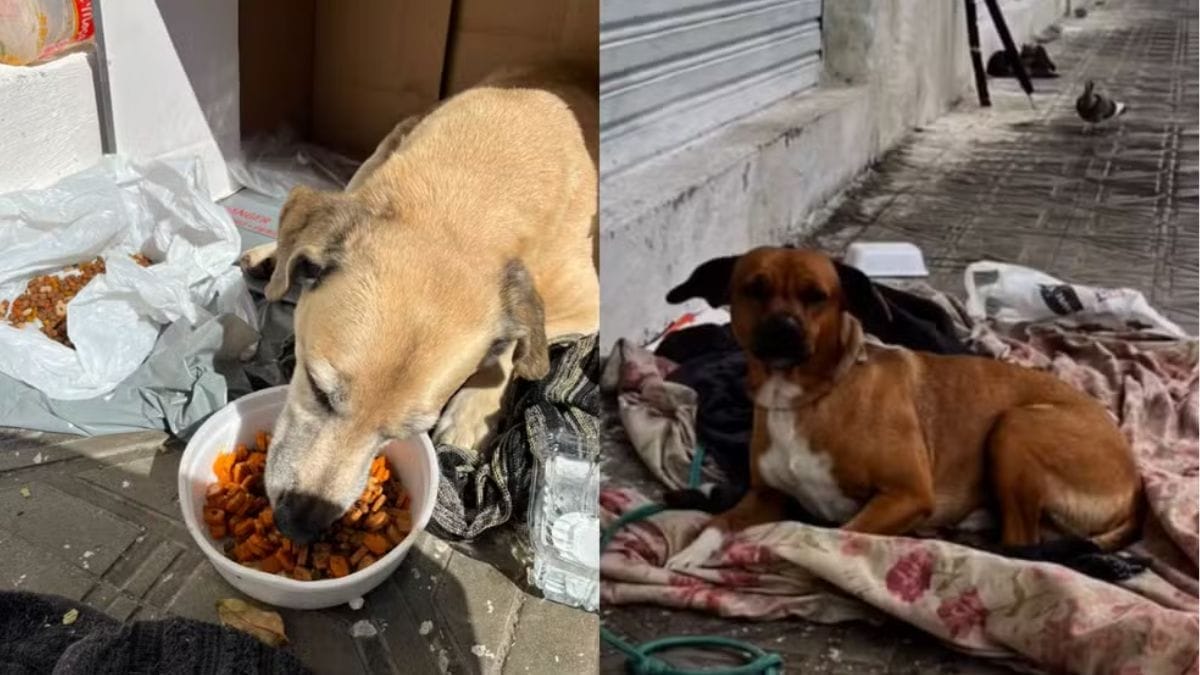 Cachorros caramelos emocionam voluntários por aguardarem no mesmo lugar há um mês tutora hospitalizada por acidente em SC