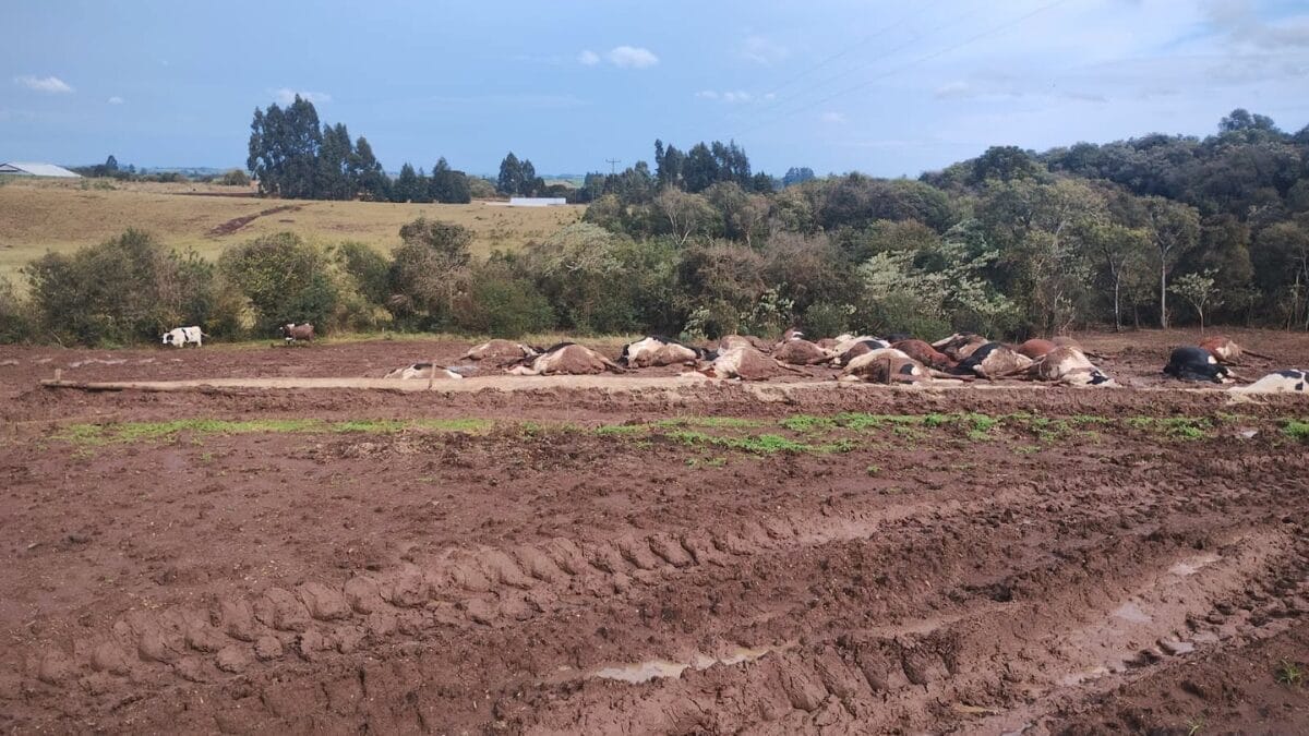 Fio de energia cai sobre rebanho e mata cerca de 30 vacas no interior de Abelardo Luz