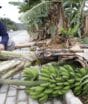 Ventos de 100 km/h deixam rastro de destruição e agricultores estimam perda de 70% das plantações em cidade de SC