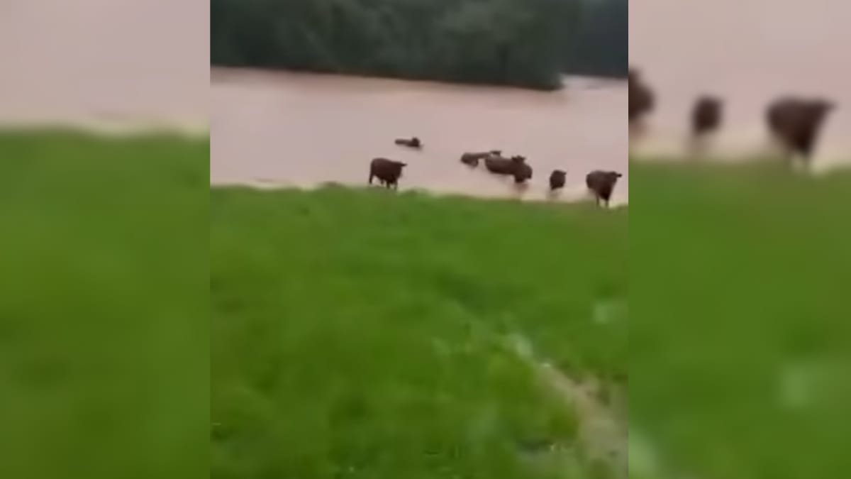 Vídeo foi gravado por Nercílio Araújo no município de Lagoa Vermelha (Foto Redes sociais, Reprodução)