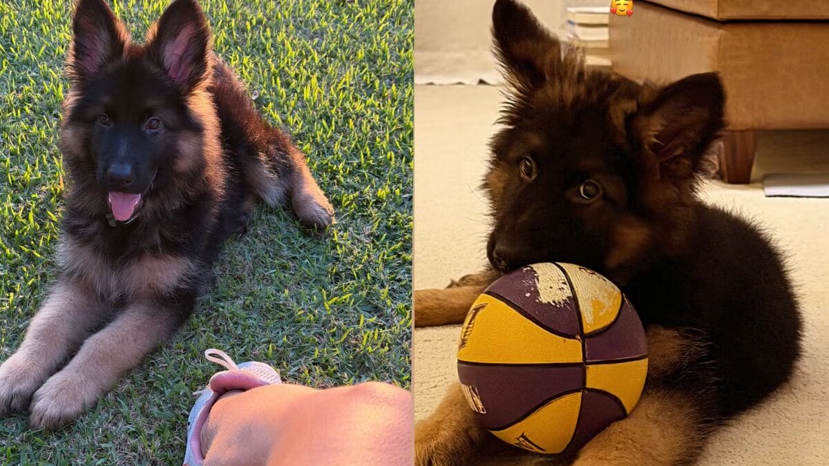 Tintim é o cachorro que chegou recentemente na casda de Huck e Angélica