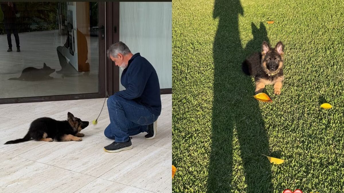 Tintim é o cachorro que chegou recentemente na casda de Huck e Angélica