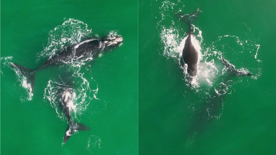 Baleias-francas foram vistas na praia do Novo Campeche (Foto: Rafael Paz, Reprodução)