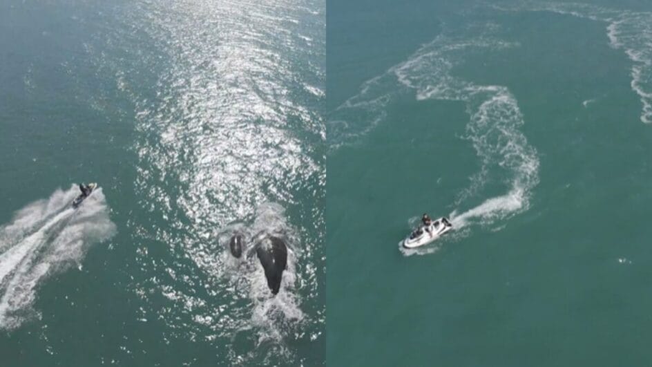 Caso foi registrado na Praia Mole (Foto: NSC TV, Reprodução)