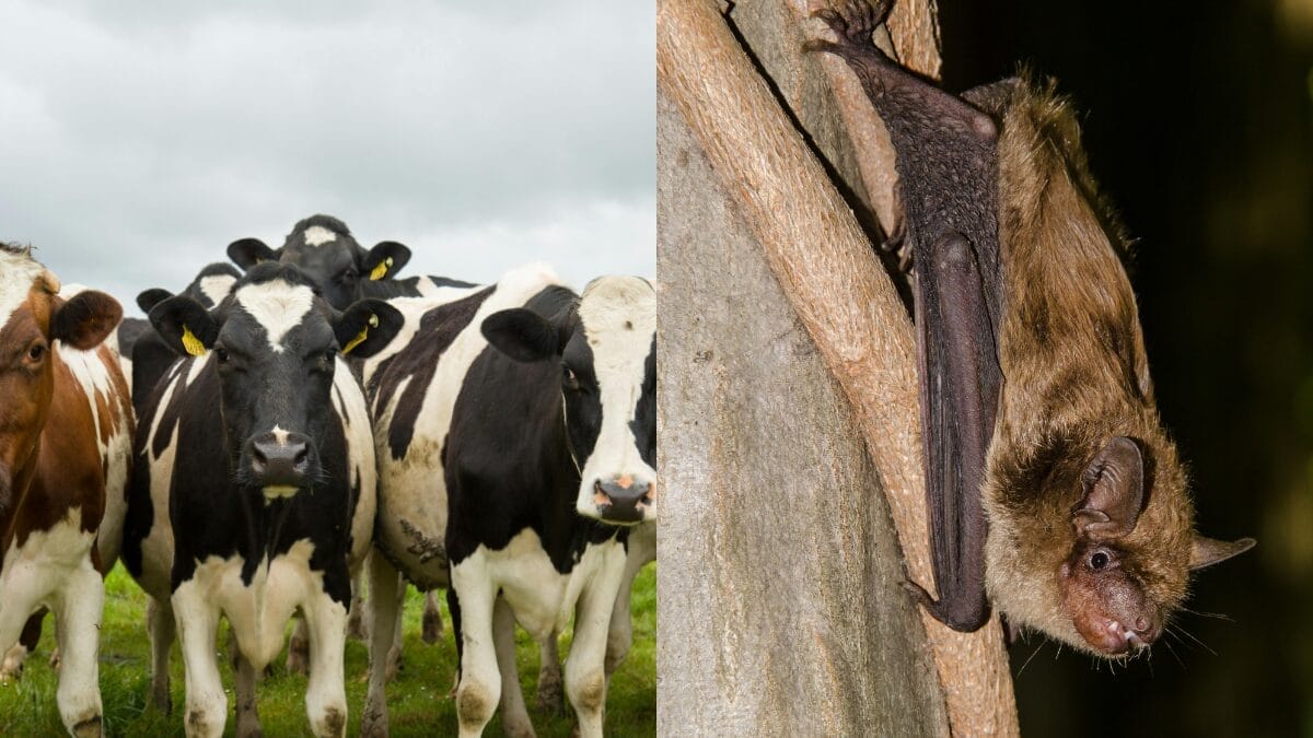 Raiva Bovina