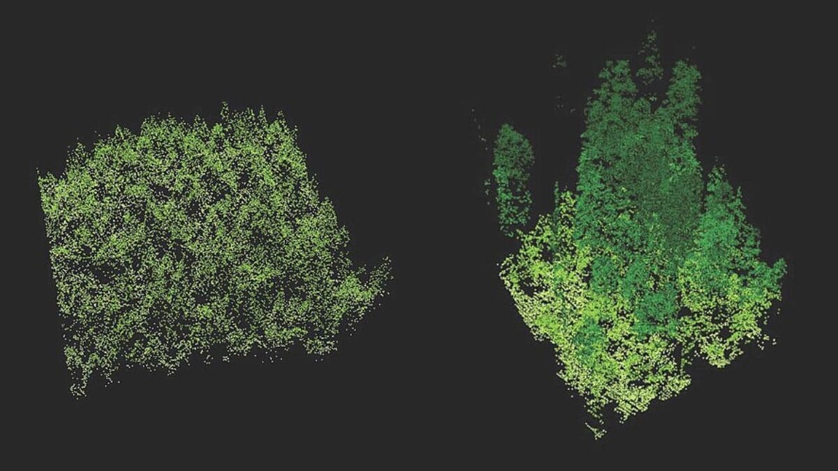 Pulsos do LiDAR retornam de diferentes alturas e permitem representar a vegetação como uma nuvem tridimensional de pontos (Foto: Sarah Frey, Oregon State University / Wikimedia Commons)