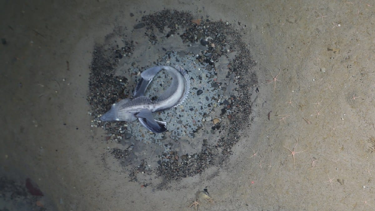 Peixes-gelo-de-Jonas permanecem sobre depressões circulares usadas como ninhos, onde cada postura pode reunir milhares de ovos (Foto: Alfred-Wegener-Institut / PS124, equipe AWI OFOBS)