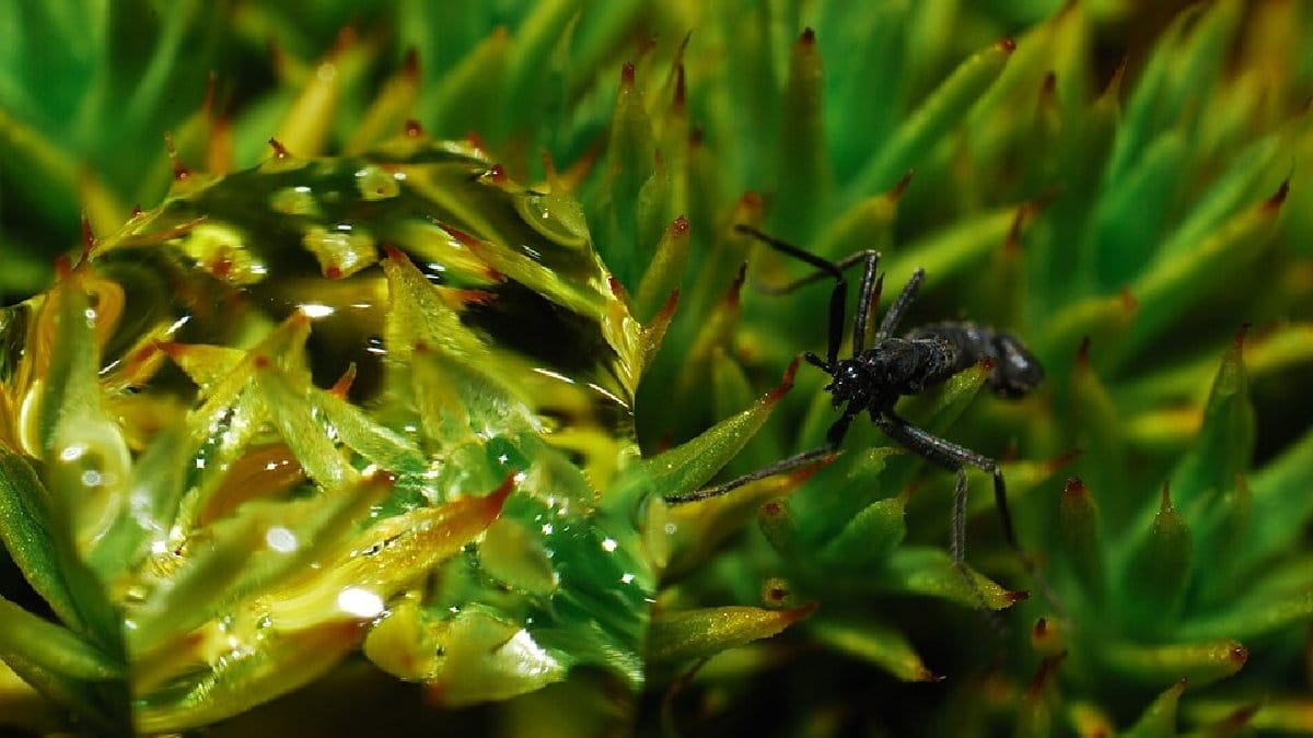O mosquito-antártico sem asas vive entre musgos e áreas úmidas expostas durante o curto verão do continente (Foto: Igor Gvozdovskyy / Wikimedia Commons)