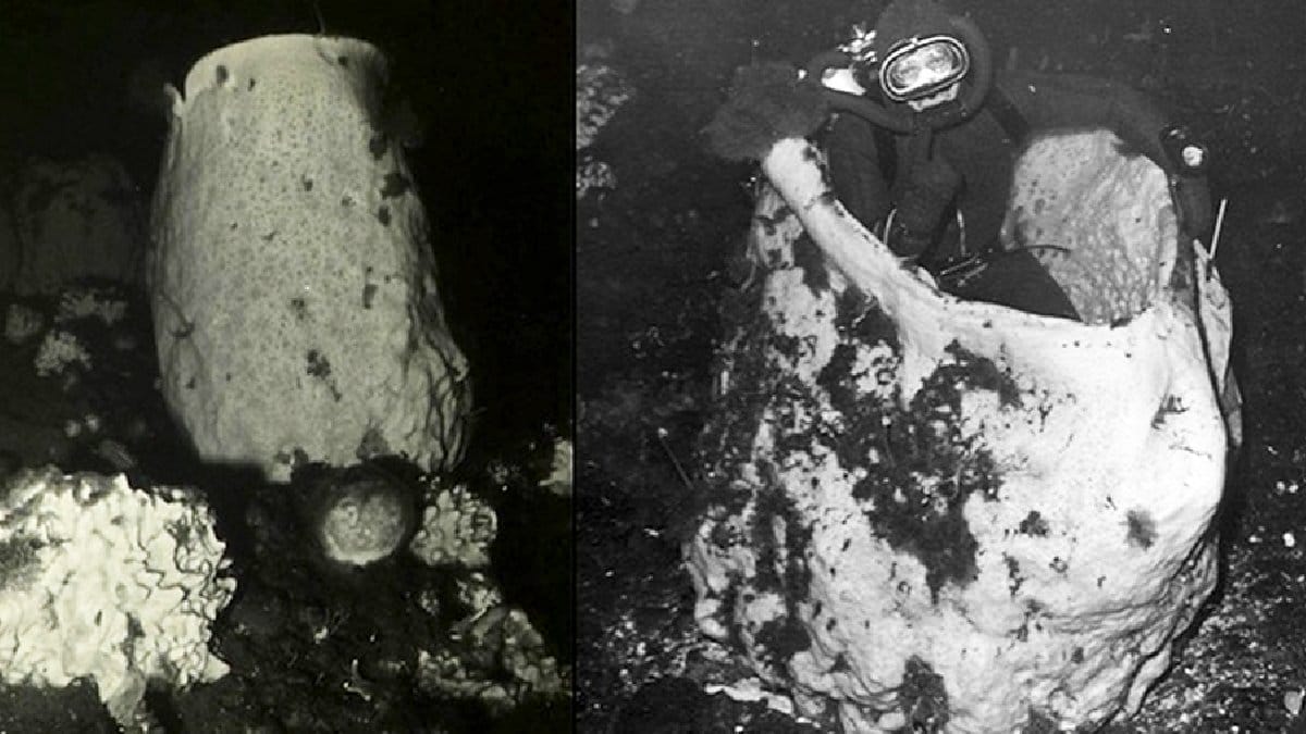 Esponjas-vulcão-antárticas fotografadas a 60 metros de profundidade alcançavam aproximadamente 1,75 e 2 metros de altura (Foto: Paul K. Dayton et al. / Wikimedia Commons)