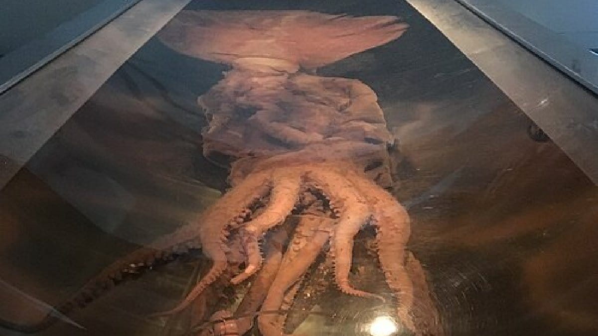 Exemplar de lula-colossal preservado no museu Te Papa pertence a uma espécie encontrada nas águas profundas do Oceano Austral (Foto: Scotted400 / Wikimedia Commons)