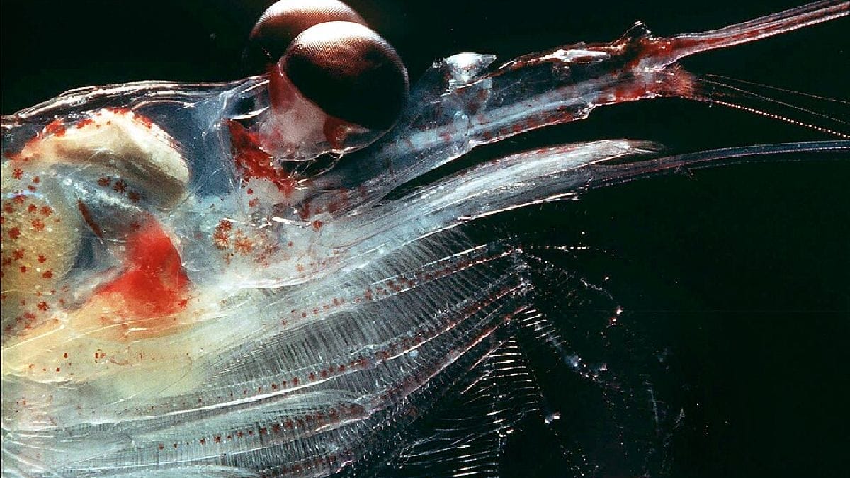 Cabeça do krill-antártico revela o olho composto, as antenas e um órgão produtor de luz junto ao pedúnculo ocular (Foto: Uwe Kils / Wikimedia Commons)