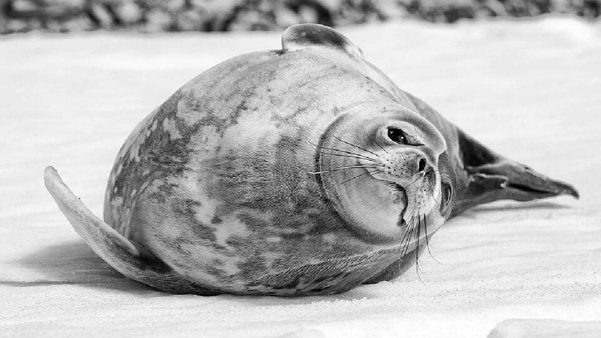 Foca-de-Weddell descansa sobre o gelo próximo à Península Antártica antes de retornar ao mar para caçar (Foto: Christopher Michel / Wikimedia Commons)