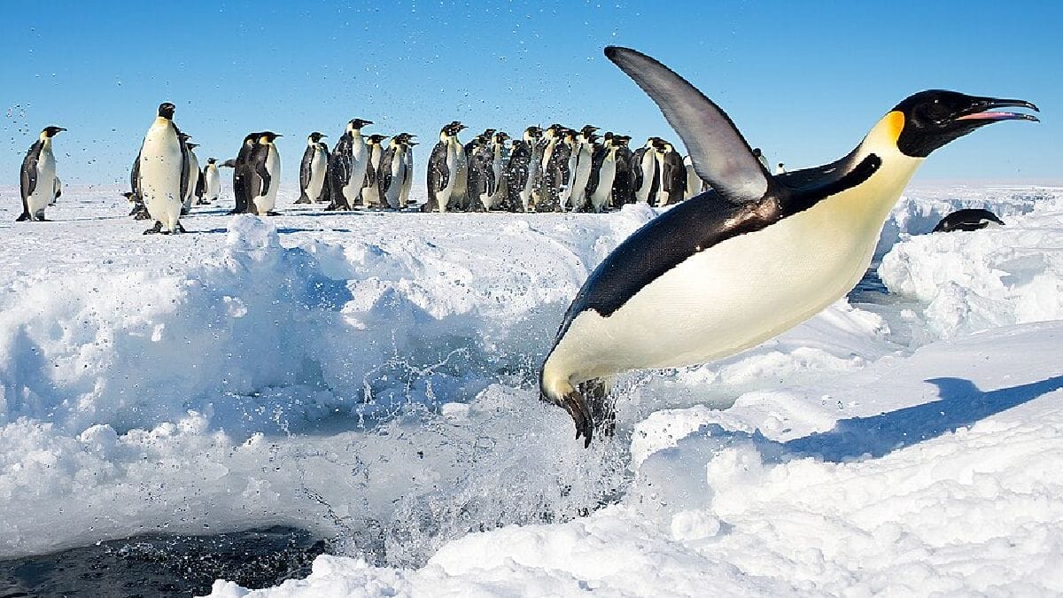 Pinguim-imperador salta para fora da água no mar de Weddell, região onde a espécie se reproduz sobre o gelo marinho (Foto: Christopher Michel / Wikimedia Commons)