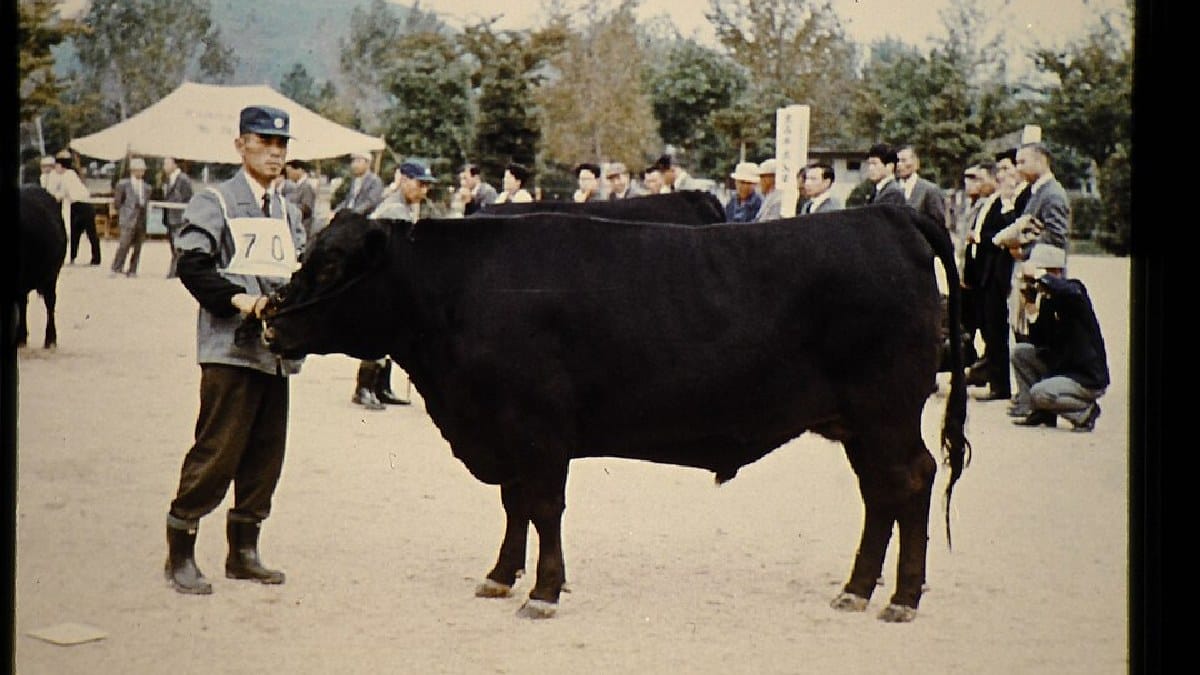 A Japanese Polled possui pelagem preta e ausência natural de chifres, característica indicada pelo próprio nome da raça (Foto: JIRCAS Library / Wikimedia Commons)